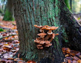 Close up of Dark honey fungus (Armillaria ostoyae)
