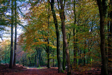 Fototapeta premium Sunny autumn day in the forest between Putten and Ermelo, Netherlands 