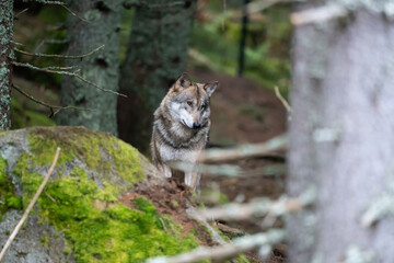 Wild wolf in forest in Czech republic