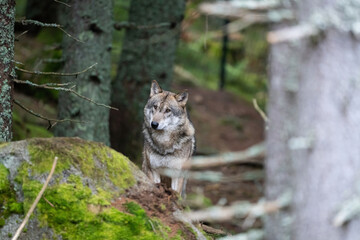 Wild wolf in forest in Czech republic