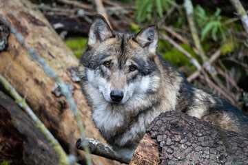 Naklejka na ściany i meble Wild wolf in forest in Czech republic