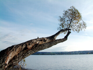 Baum ragt über dem Bodensee