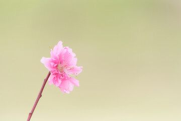 一輪の桃の花（ハナモモ）のクローズアップ素材