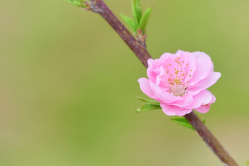 一輪の桃の花（ハナモモ）のクローズアップ素材