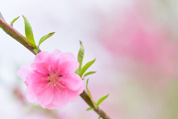 一輪の桃の花（ハナモモ）のクローズアップ素材