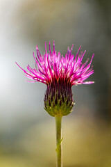Cirsium rivulare flower growing in meadow, close up 