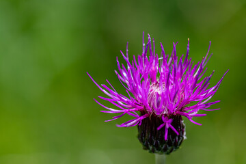Cirsium rivulare flower in meadow, close up shoot