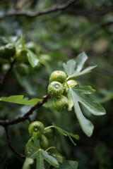 Green trees