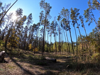 Forest landscape on a sunny autumn day. Blue sky over the forest. 