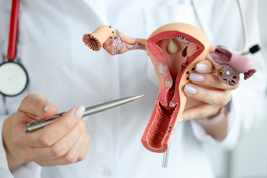 Doctor gynecologist showing pen on plastic model of uterus and ovaries closeup