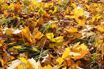 Beautiful autumn background from golden maple leaves