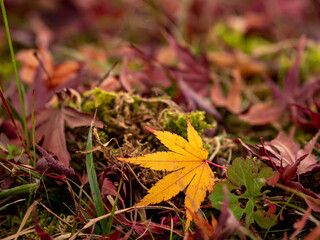 日本の晩秋。紅葉したカエデの葉。