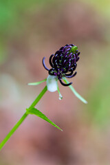 Phyteuma ovatum flower growing in mountains