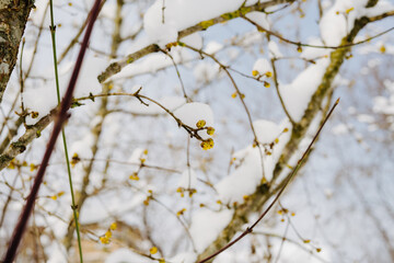 Flowering dogwood in the snow.