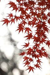 red maple leaves