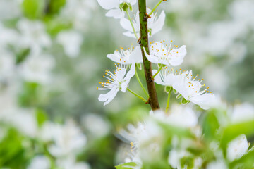 White flowers on tree branch