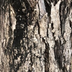 Different shaped bark pattern, straight, curved cracks, thick black, white, red, brown and gray bark, white, green moss clinging to the bark. Create a pattern as a background image. 
