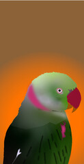 illustration of a parrot bird