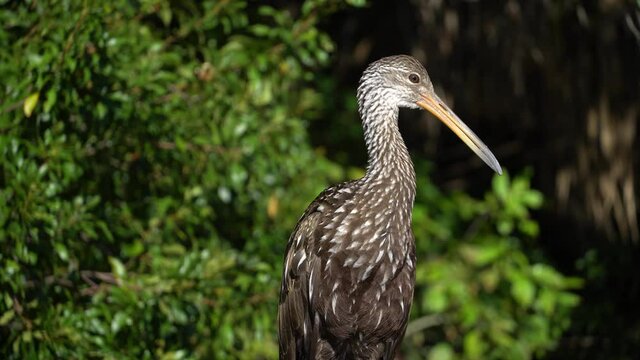 Florida Limpkin waterfowl making clicking birdcall while perched in the late afternoon sun in native habitat, natural reserve--front and back brown plumage with white spots. Medium close. 