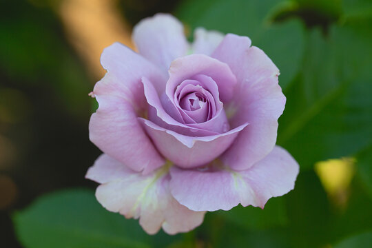lilac rose growing in garden