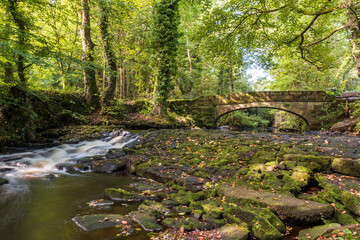 bridge in the woods over the weir and water
