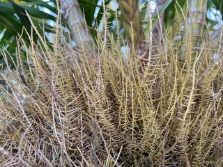 Coconut palm tree pattern, mycelium and palm flower components are decorative in the park, shrubby flowers, yellow flowers, beautiful tree weeds. moss with flowers use as background