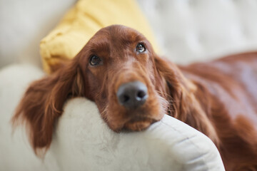 Close up of cute long haired dog lying on couch in cozy home