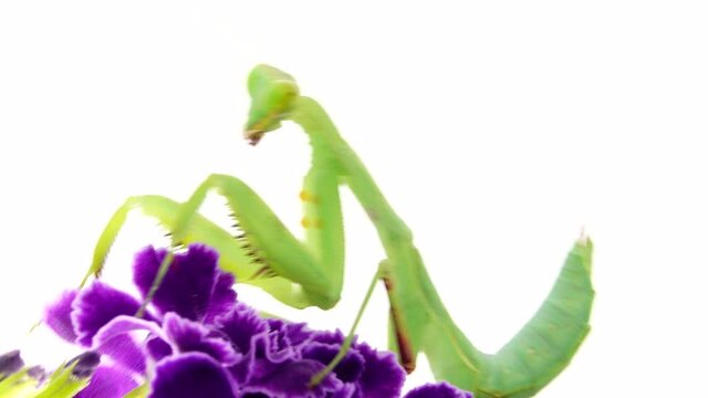 4K praying mantis dansing on a white background mantis, insect, bug, praying mantis, animal, nature, praying, macro, predator, closeup, wildlife, wild, white background, mantis religiosa, eyes