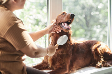 Cropped portrait of woman brushing long haired dog at home lit by sunlight