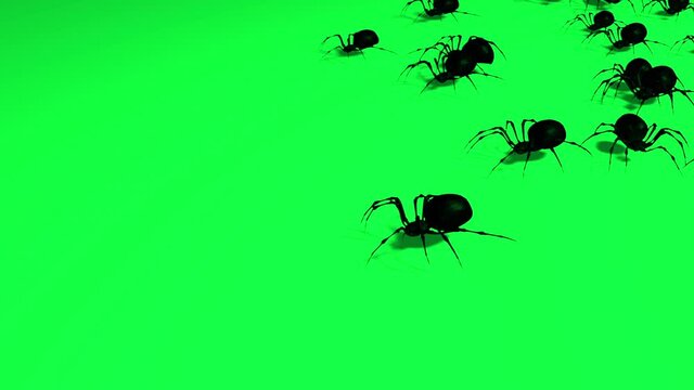 Animation Of Spiders On Green Screen Creepy Crawling