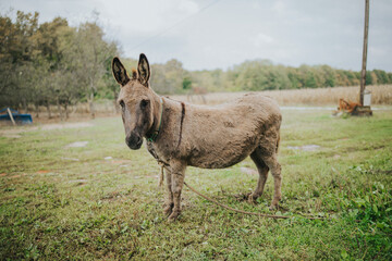 donkey in the field