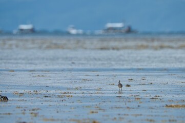 One sandpiper walking in the sea shore with ocean landscape in Cebu, Philippines