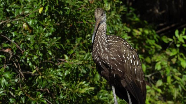 Florida Limpkin waterfowl front view medium close making clicking birdcall in the late afternoon sun in native habitat, natural reserve--front view of brown plumage with white spots.