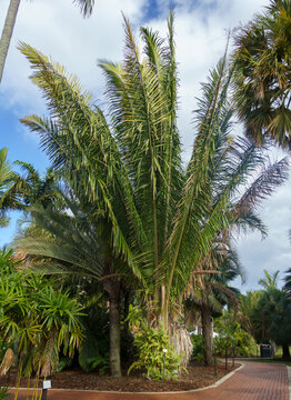 American Oil Palm" Images  Browse 11 Stock Photos, Vectors, and Video |  Adobe Stock
