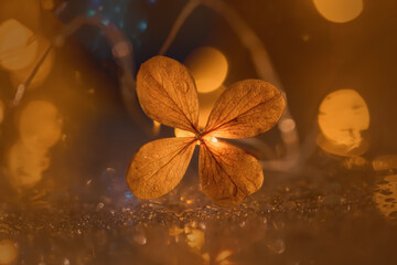 Orange dry hydrangea flower on a blurred gold background with beautiful bokeh. Macro. Selective focus. Copy space. Still life. Christmas.