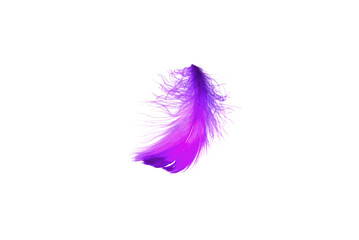 Pink feather isolated on white background.