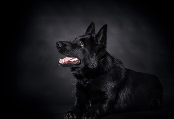 black dog lies on a black background - Powered by Adobe