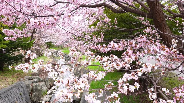 神社と桜のイメージ