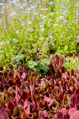 Steinwurz and forget-me-nots in the stone bed