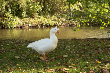 white goose in the park