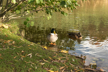duck in the pond in the autumn park 
