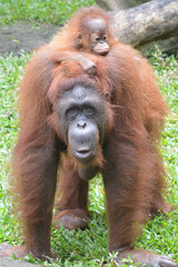 The Bornean orangutan, Pongo pygmaeus is a species of orangutan native to the island of Borneo, Indonesia.