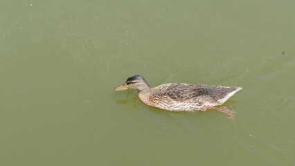 duck on the lake