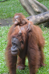 The Bornean orangutan, Pongo pygmaeus is a species of orangutan native to the island of Borneo, Indonesia.