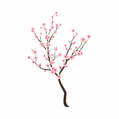 Watercolor cherry bud. Cherry blossom branch with sakura flower. Watercolor cherry blossom vector. Pink sakura flower background. Cherry blossom flower blooming vector. Sakura on white background.