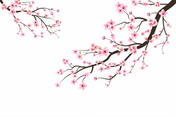 Fototapeta Cherry blossom branch with sakura flower. Watercolor cherry blossom vector. Pink sakura flower background. Sakura on white background. Watercolor cherry bud. Cherry blossom flower blooming vector. obraz