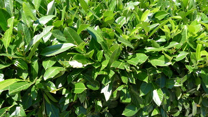 green leaves background