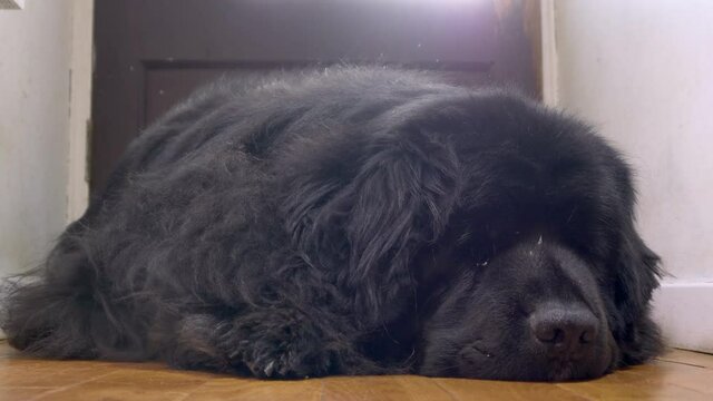 Closeup POV shot at ground level of an adult black Newfoundland dog lying down on the floor of her home, next to a door, facing the camera.