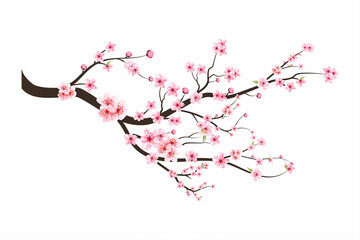 Watercolor cherry bud. Cherry blossom flower blooming vector.  Cherry blossom branch with sakura flower. Sakura on white background. Pink sakura flower background. Watercolor cherry blossom vector. - obrazy, fototapety, plakaty
