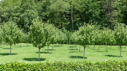 trees in the garden